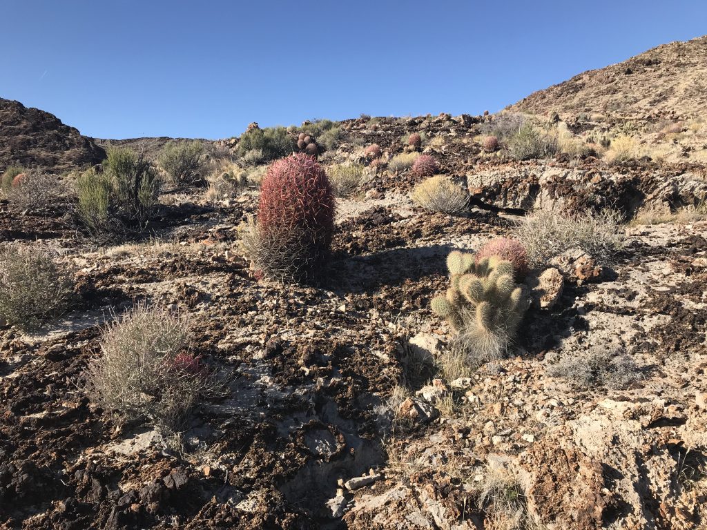 Barrel Cactus.