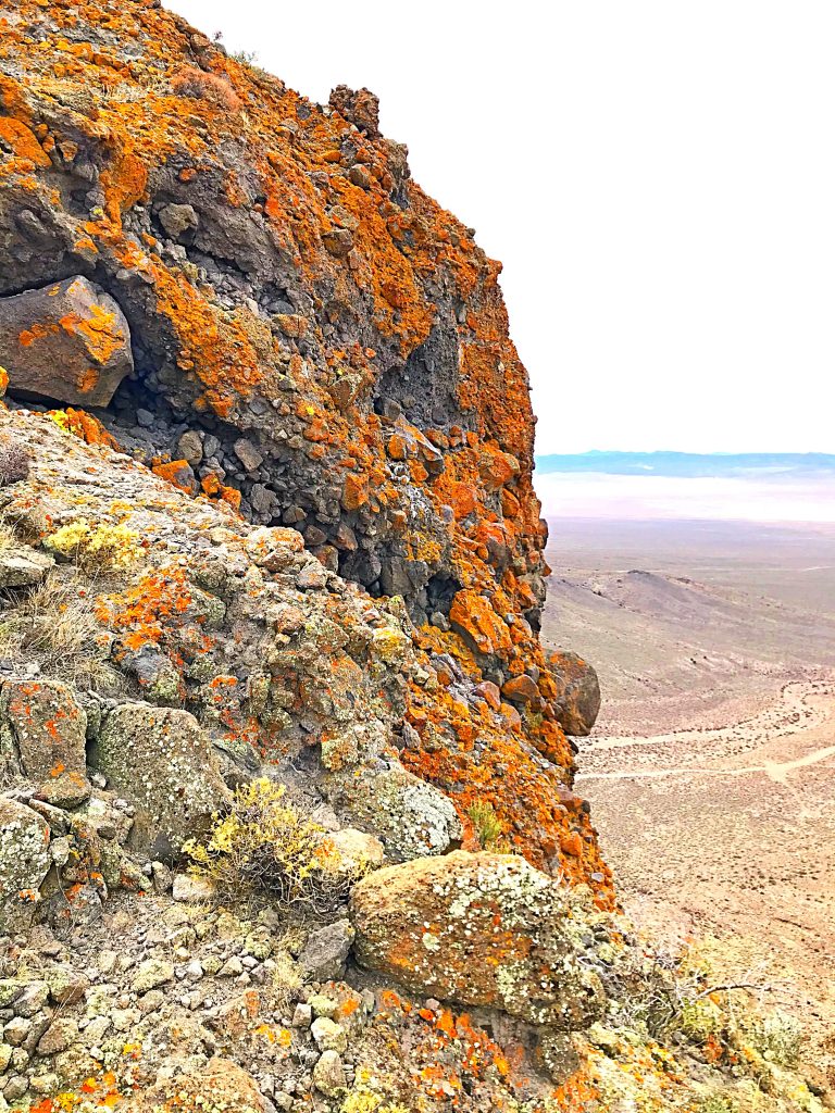 Lichen on Peak 6530’s summit block.