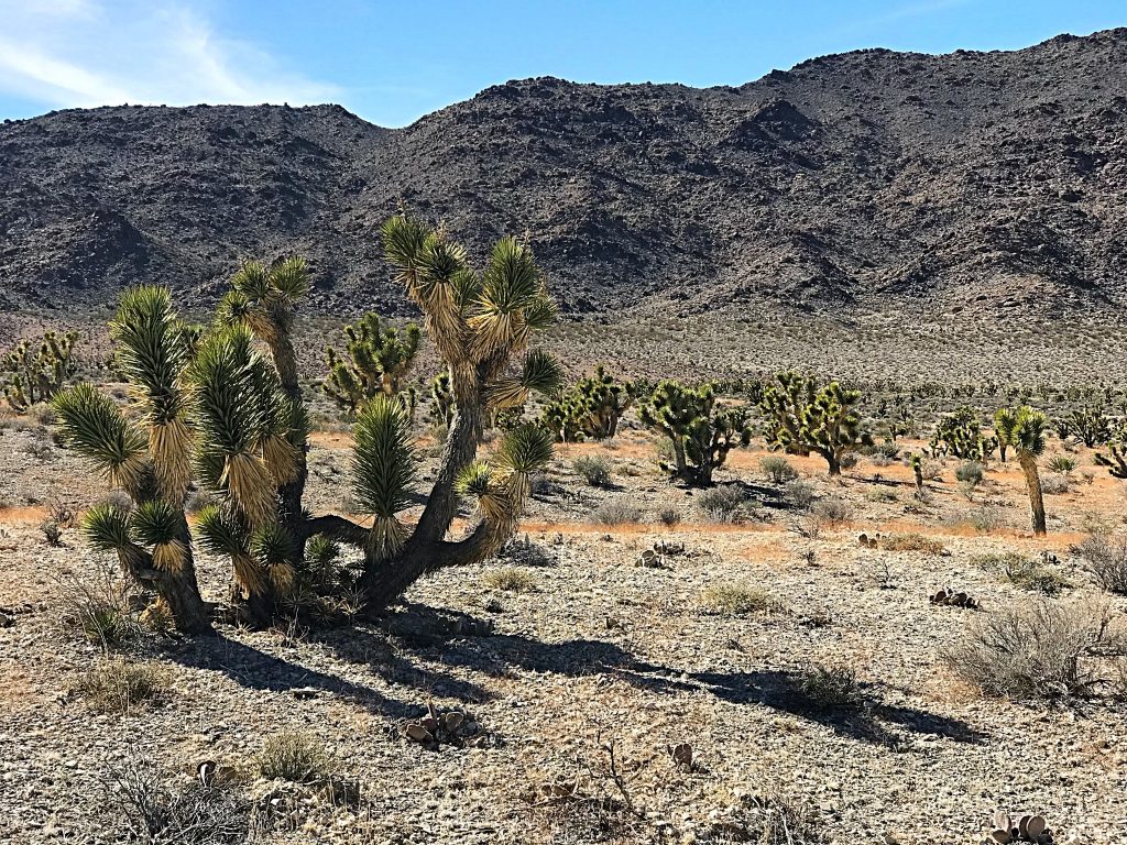 Joshua trees on the lower slopes of Peak 5218.