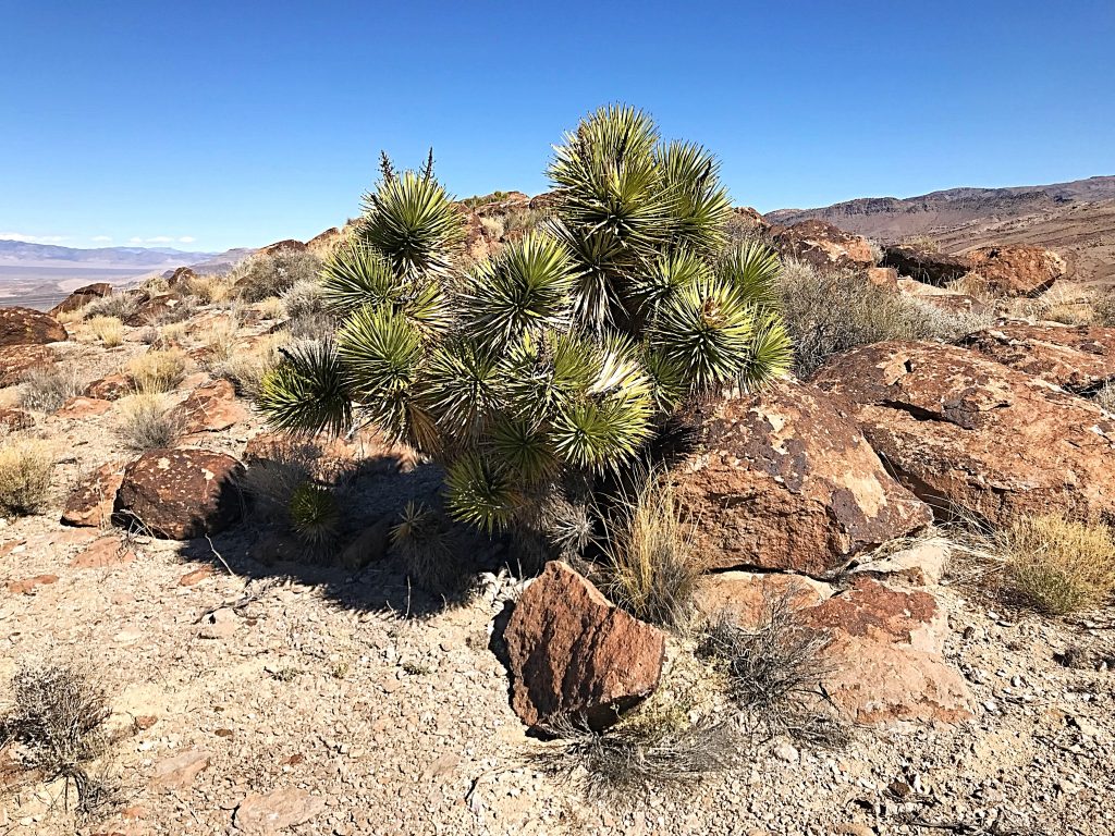The Alamo area is the land of joshua trees. They thrive in this dry environment.