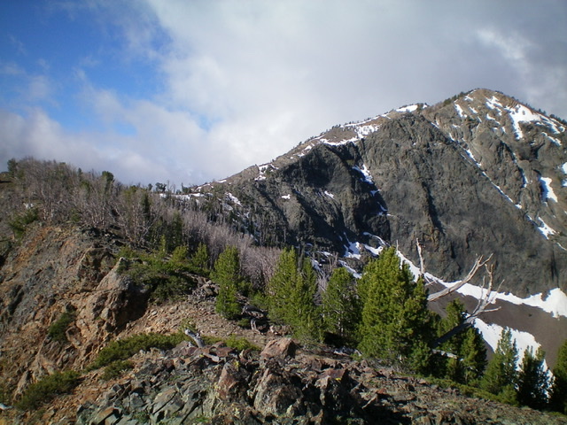 The rugged upper northeast ridge (center and right of center) and the gentle forested section of the northeast ridge (left of center) as viewed from the juncture at the top of the northwest shoulder. The summit is to the far right. Livingston Douglas Photo 