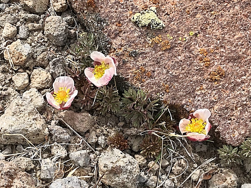 Early blooming primrose were the only flowers we saw blooming on this excursion.