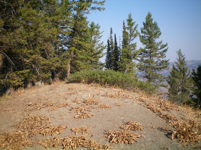 The summit of Peak 8038. The small patch of willows is the high point. Livingston Douglas Photo 