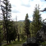 Ruby Mountain, behind the tree. John Platt Photo