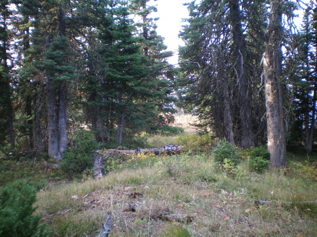Another view of the forested summit area of Peak 8340. Livingston Douglas Photo 