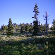 Semi-forested Peak 8150 as viewed from Keg Spring Road to its southeast. Livingston Douglas Photo