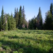 The semi-open summit area of Peak 8432. Livingston Douglas Photo