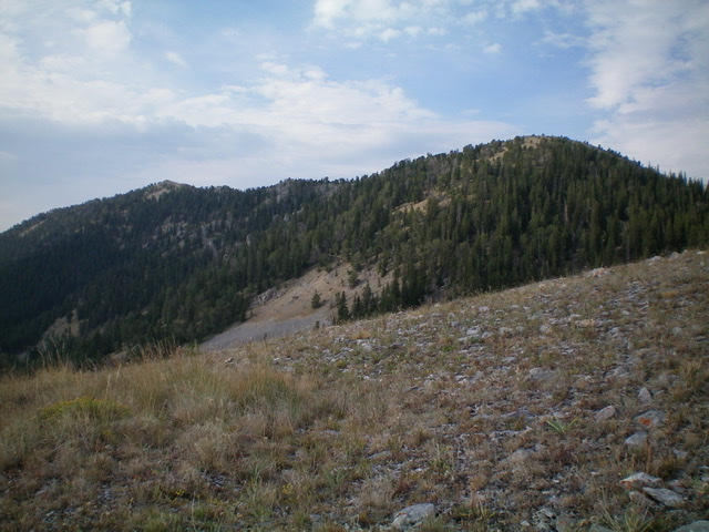 The forested Continental Divide summit ridge of Peak 9768 as viewed from the north. The summit is the bump far left of center. Point 9641 is the gentle hump right of center. Livingston Douglas Photo 