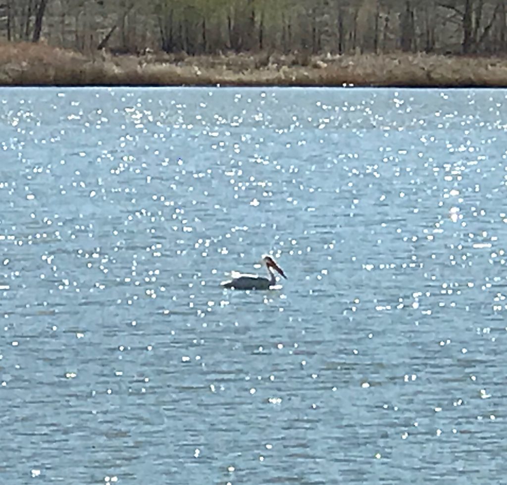 A pelican cruising the lake Monday afternoon.
