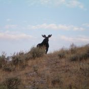 A bull moose on the east ridge of Peak 7442, just below the summit. Consequently, I have unofficially named this peak "Bullwinkle Peak." Livingston Douglas Photo