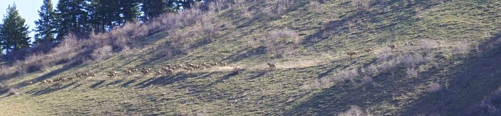 This area is prime elk habitat. On my climb we spotted over 200 elk running toward the saddle. Gilbert Gallegos Photo