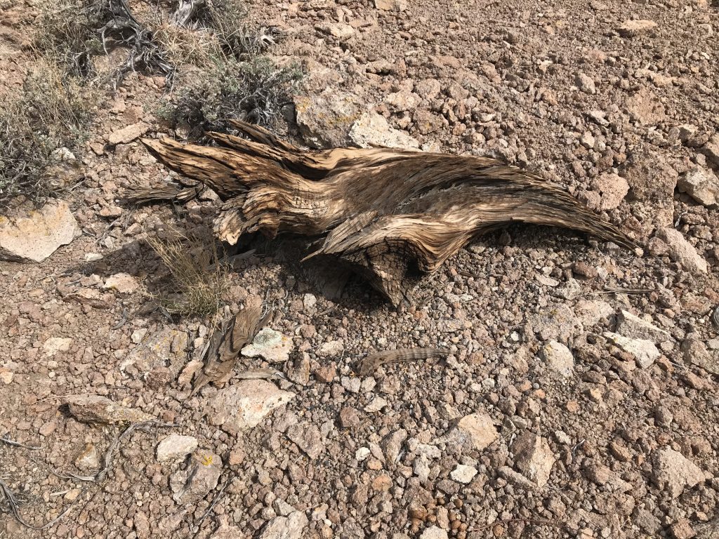 We found evidence that in earlier, wetter times the upper slopes of Peak 5518 was home to a few junipers.