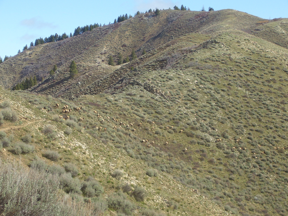 This view is typical of the terrain found on both ridges. Note the game trail and the elk. John Platt Photo