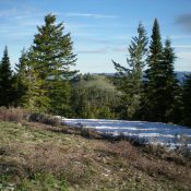 Beaver Ridge (in center, framed by the pine trees) as viewed from the southwest ridge of Flag Knoll to its south. Livingston Douglas Photo