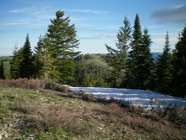 Beaver Ridge (in center, framed by the pine trees) as viewed from the southwest ridge of Flag Knoll to its south. Livingston Douglas Photo 
