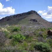 The imposing West Face of the summit block of Peak 6684 as viewed from the upper Southwest Ridge. Livingston Douglas Photo