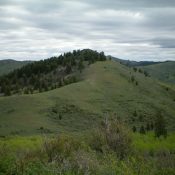 Peak 7042 as viewed from Point 6972 to its southwest. The gentle, upper southwest ridge is coming at the camera. The summit is semi-forested and is in dead-center. Livingston Douglas Photo