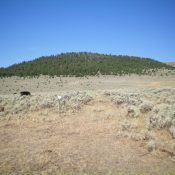 Peak 8137 as viewed from the end of Fritz Creek Road/FSR-199. The summit is open scrub but is hidden behind the pine forest. Note the fence row, the old 2-track road, and the cows. Livingston Douglas Photo