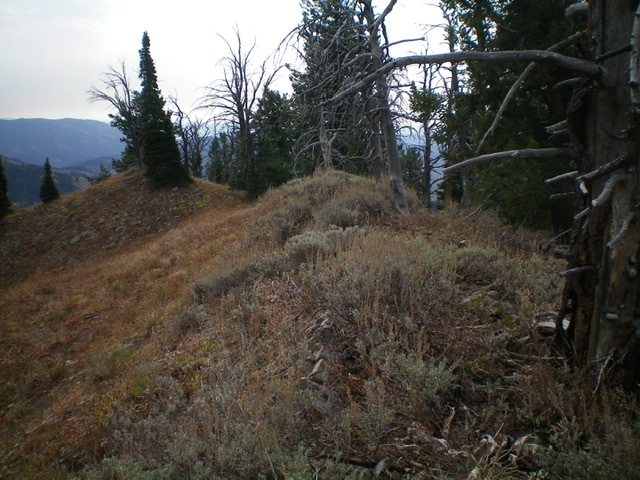 The narrow, brush-and-forest ridge crest of Peak 8300, looking south. Livingston Douglas Photo 