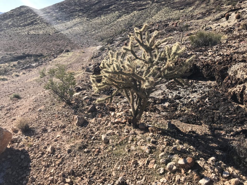 Cholla.