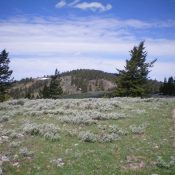 Peak 7637 (forested hump in center) as viewed from the southeast along the ridge crest. Livingston Douglas Photo