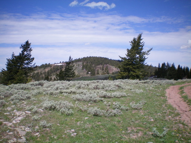 Peak 7637 (forested hump in center) as viewed from the southeast along the ridge crest. Livingston Douglas Photo 