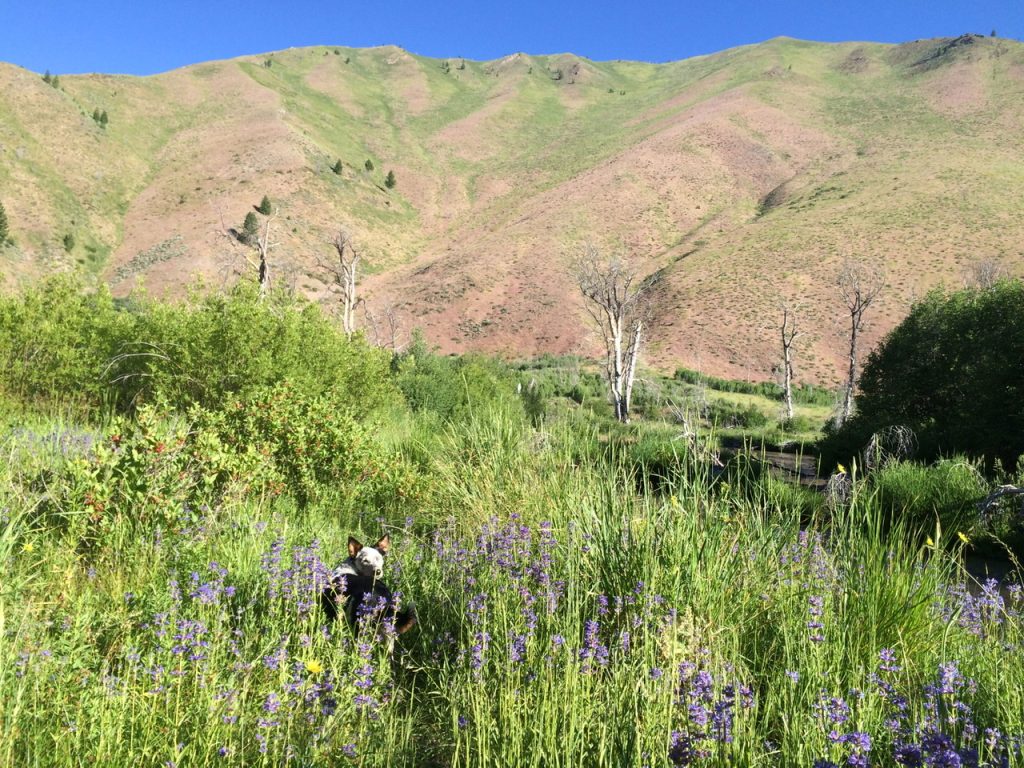 The south face of Big Mama in rare form. It is green for around 2 weeks in late spring before the hot sun dries out the vegetation. Derek Percoski Photo