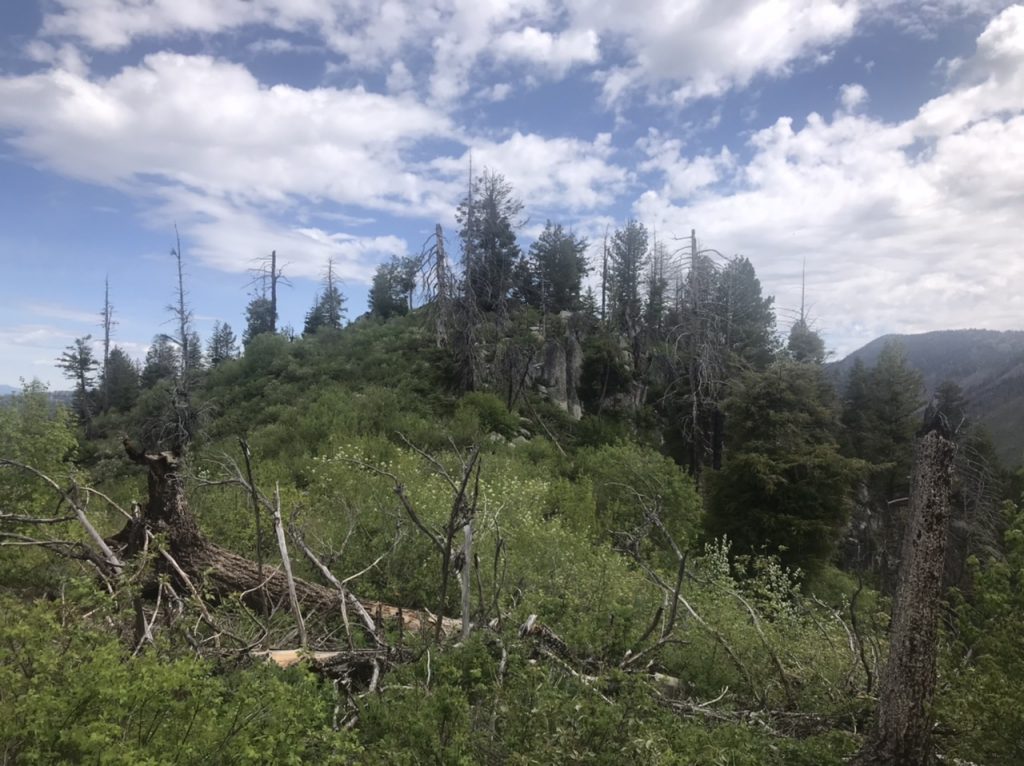 The brushy summit viewed from the south.