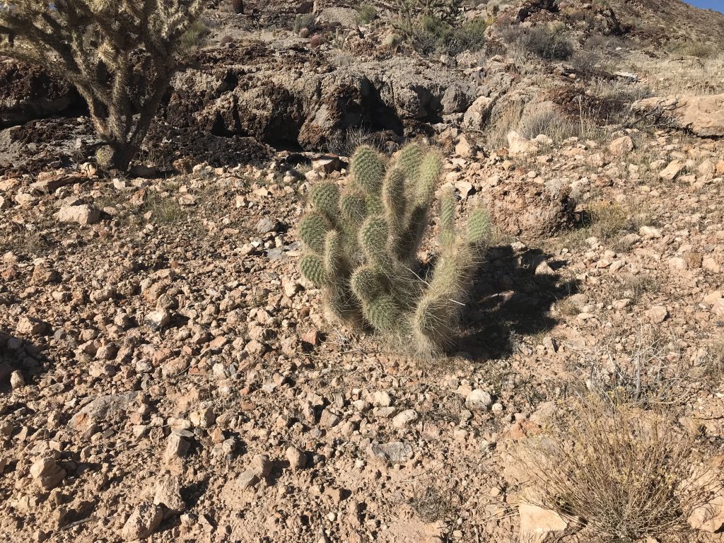 Prickly pear.