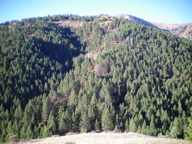 Peak 7860 and its forested northeast ridge as viewed from the northeast. The summit is in dead center. Livingston Douglas Photo 