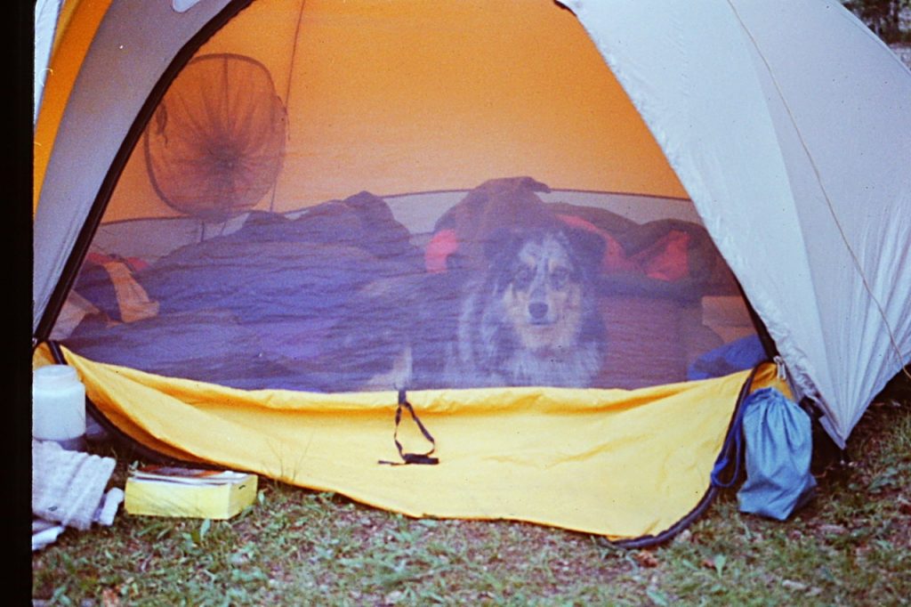 Matilda resting at camp.
