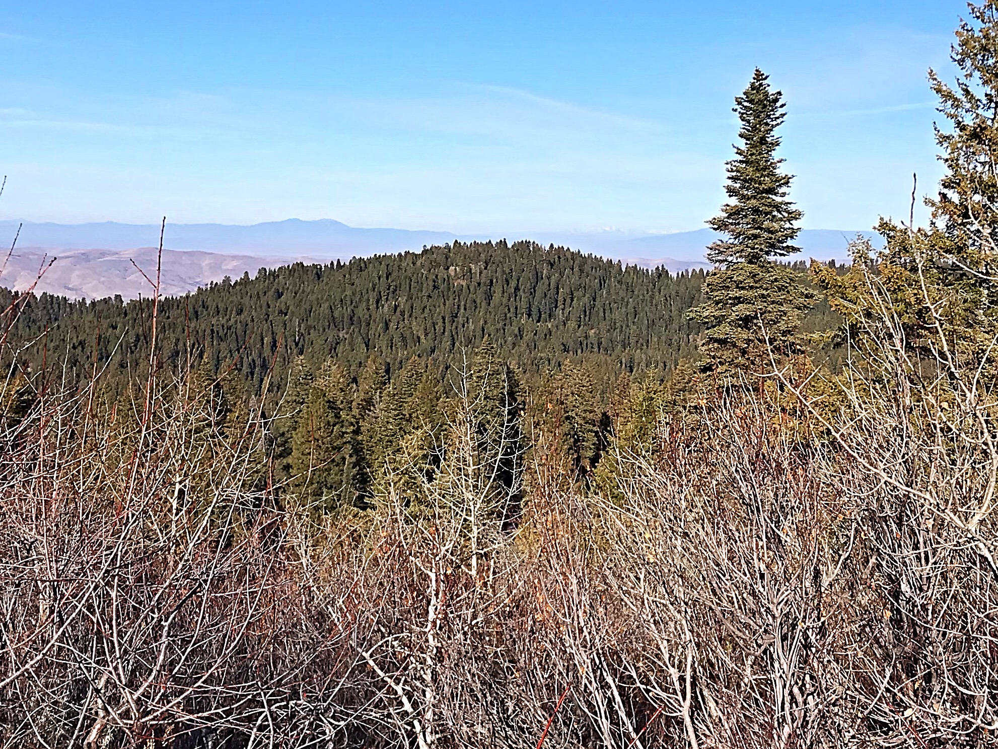 Peak 6323 viewed from Dry Buck Mountain.