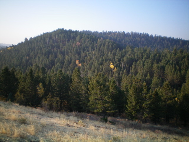Peak 7620 South (forested, mid-ground) as viewed from the north. Its summit is left of center. Livingston Douglas Photo 
