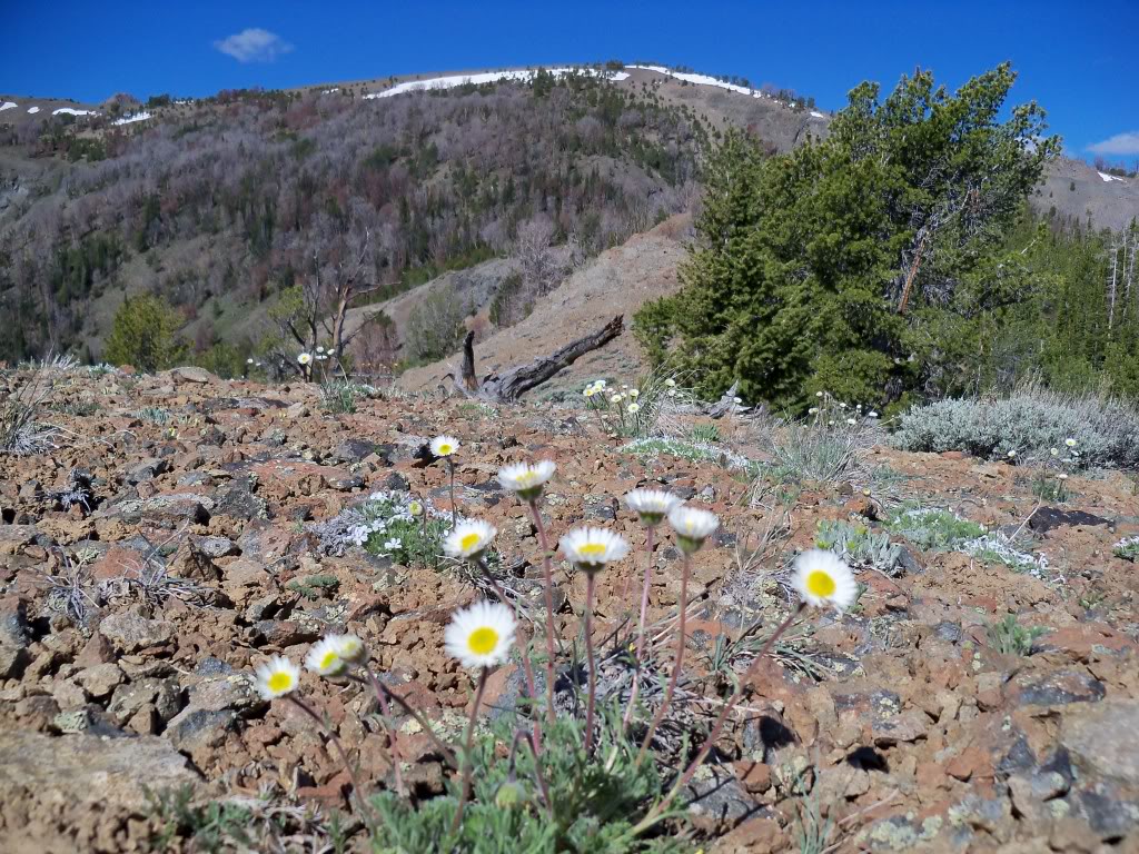 View W to Bartlett Mountain. Erigeron (daisy) in bloom. Rick Baugher Photo