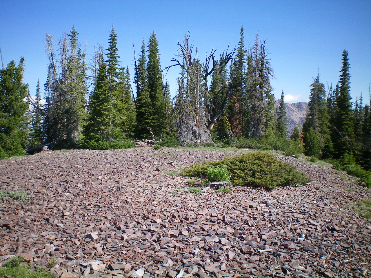 The scree-and-pine tree summit area of Peak 9366. Livingston Douglas Photo 