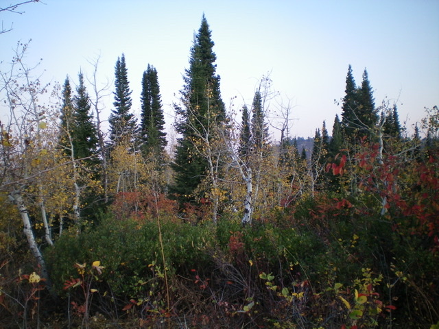 Another view of the summit area of Peak 7660, looking north at the nearby pine forest. Livingston Douglas Photo 