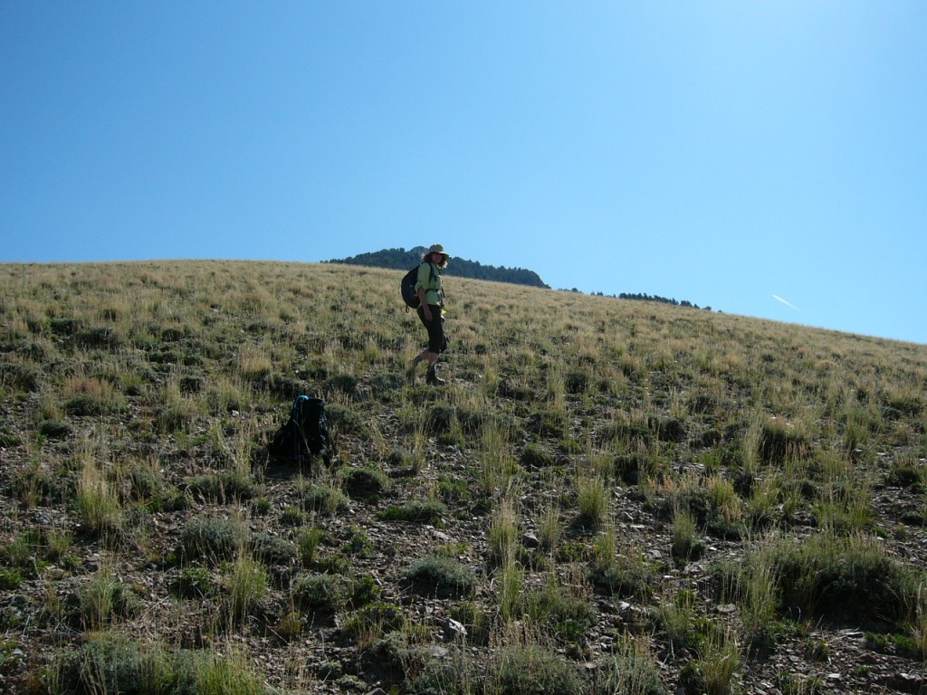 Climbing out of Fowler Springs to the climb of Nicholson Peak.