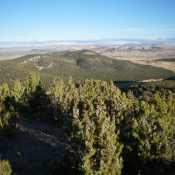 Peak 5550 (center, thickly forested) as viewed from near the summit of Stone Hills HP to the south-southeast. Livingston Douglas Photo