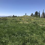 The summit of North Deadline Ridge.