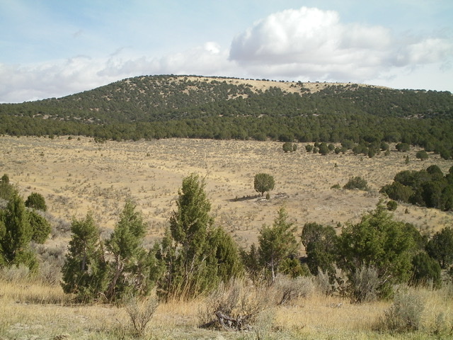 Peak 5641 is a flat-ridged summit, as viewed from the parking area on FSR-049 to its southwest. The summit high point is at the left/northwest end of the juniper-clad summit plateau. Livingston Douglas Photo 