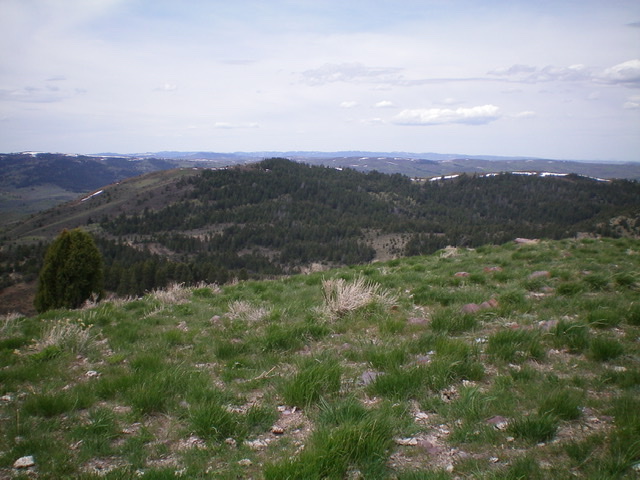 View of Peak 7340 from the summit of Mahogany Ridge to the east. The summit is the forested hump just left of center. Livingston Douglas Photo