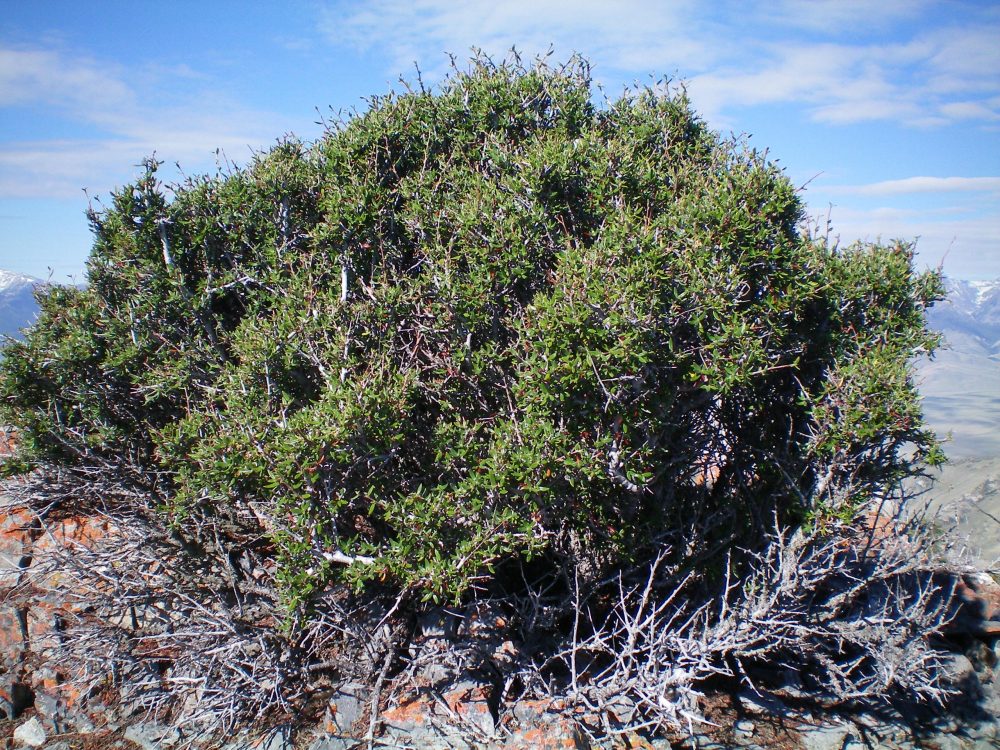 The prickly desert bush that sits atop the highest boulder on Peak 9085. Yes, this bush is the high point! Livingston Douglas Photo 