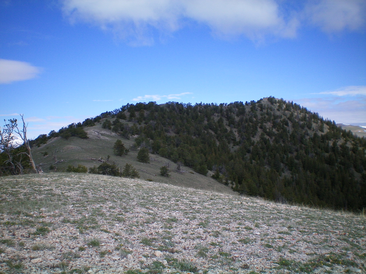 The choppy forested Southeast Ridge of Bloom Benchmark. The summit is right of center. Livingston Douglas Photo