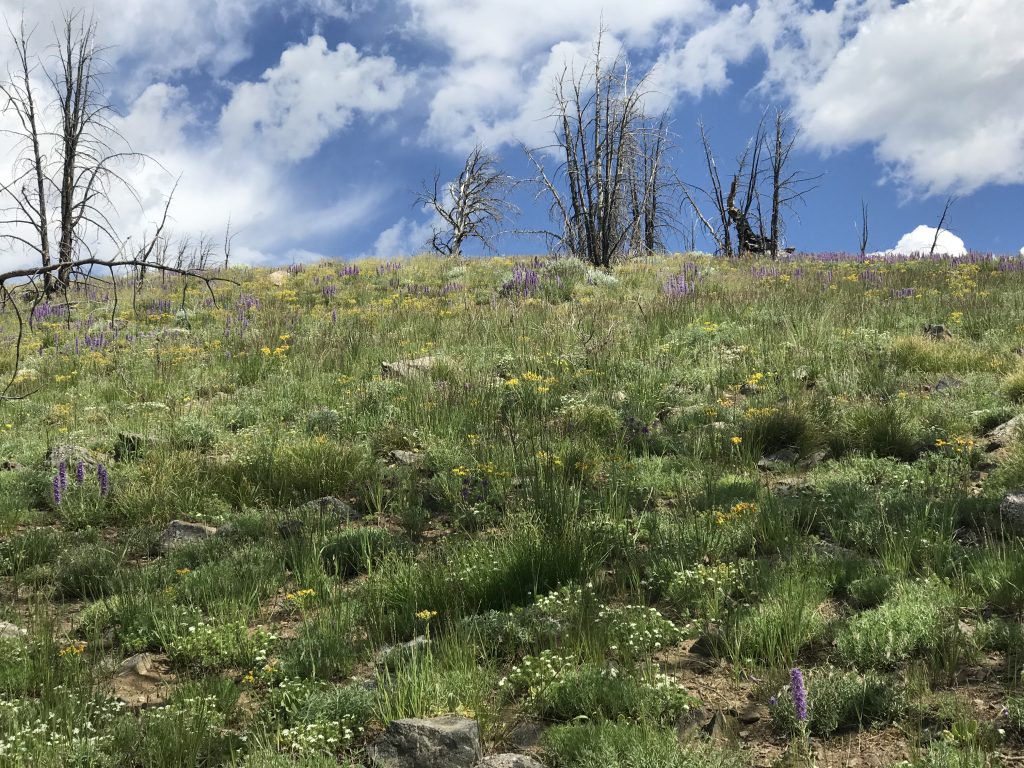 The slope above the trail leading to the summit.