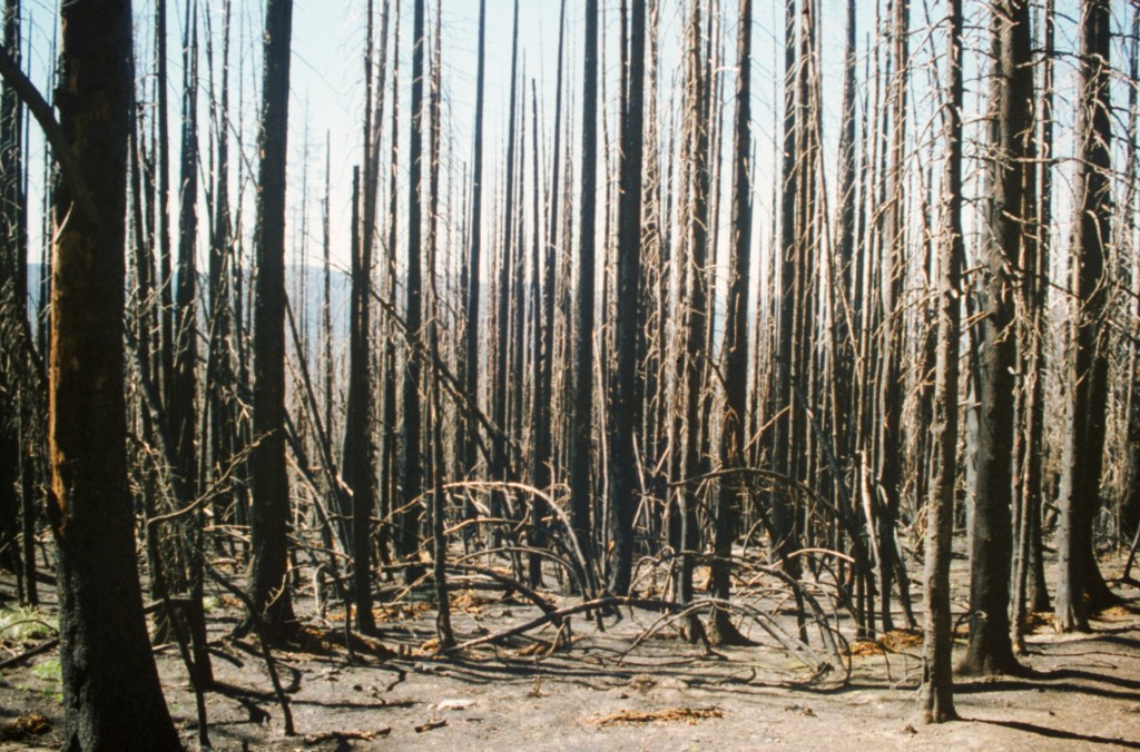 Sadly, fire damage like this scene near Lava Butte is typical of huge stretches of Salmon River Mountains. While fire is a natural part of this environment, the fires that have burned these mountains seems to be well above the historical norm.