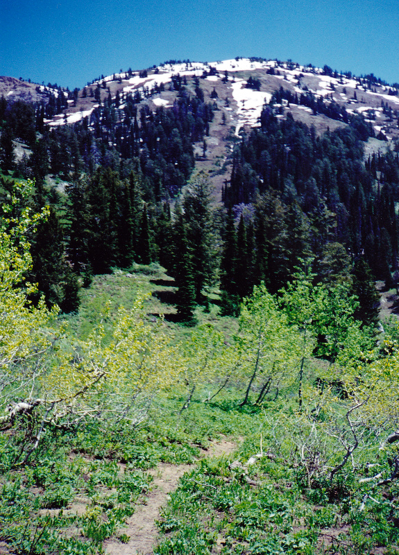 The view looking east from Spaulding Basin to Richards Peak. The Blouout Canyon-Spring Run Trail is the closest a trail gets to the peak. Bushwacking in the Snake River Ragne is best done in late spring and the fall. Rick Baugher Photo and Commentary 6-20-1999