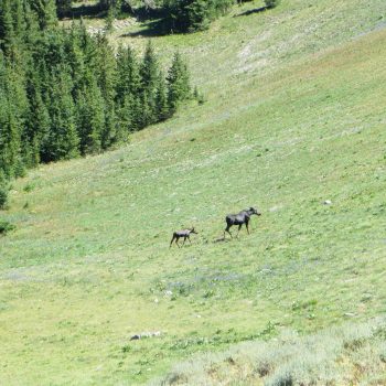 A cow and its calf crossing Relay Ridge on Ryan Peak. Steve Mandella photo.