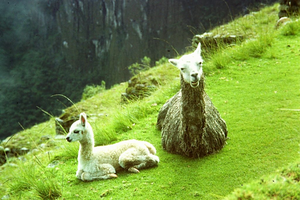 These two llamas were guarding the ruins when I,arrived.