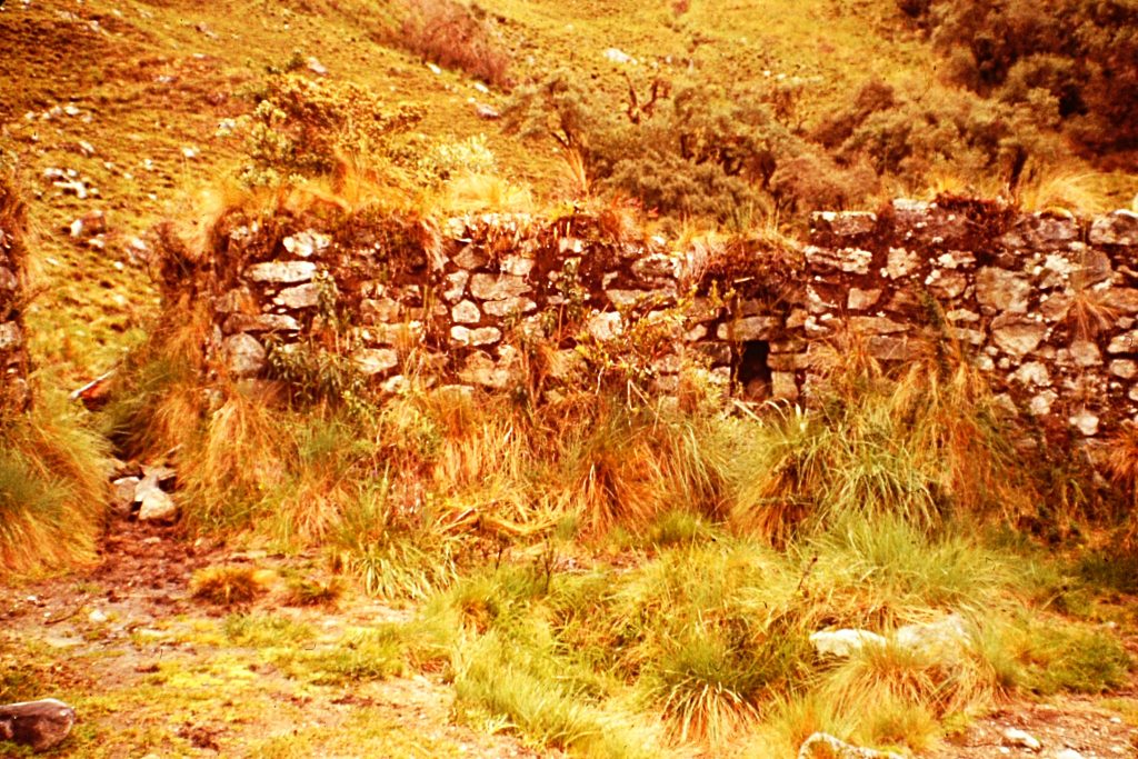 The upper ruin at Runkuraqay showing the overgrown conditions.