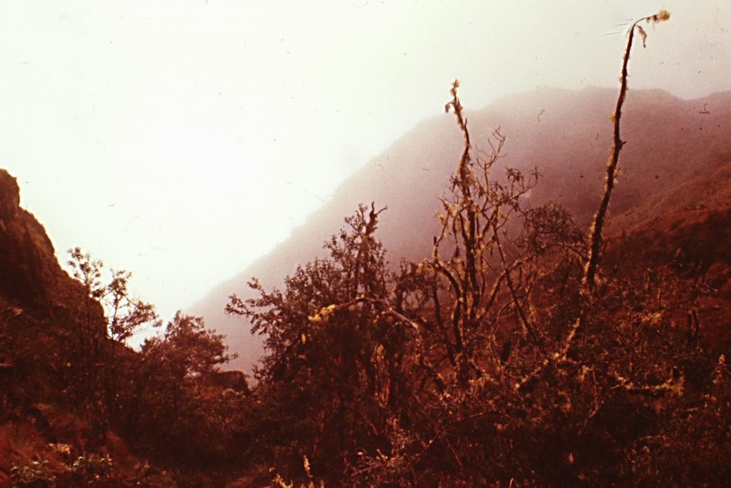 The vegetation varied widely over the route this stunted growth was near the borderline of the treeline and the jungle.